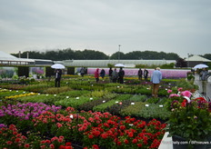 Visitors looking at the trials at the site of Florensis.